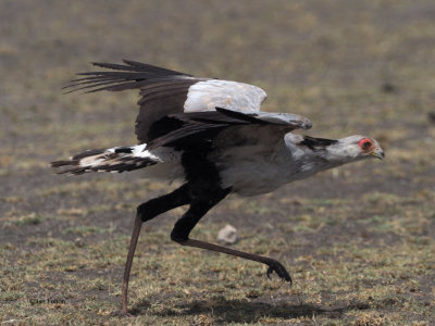 Secretary Bird, Ndutu area