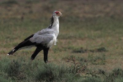 Secretary Bird, Ndutu area