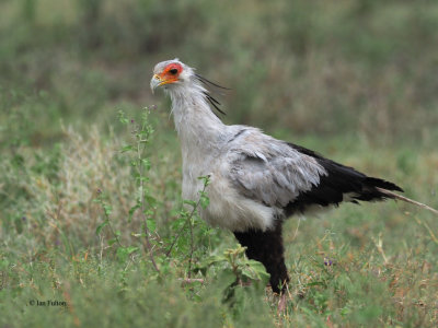 Secretary Bird, Ndutu area