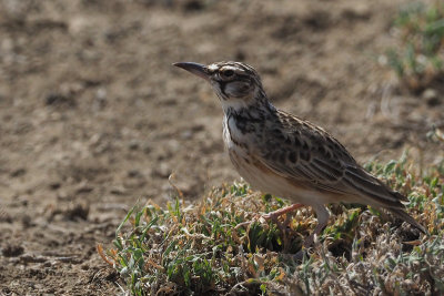 Short-tailed Lark, lark plains near Mt Meru