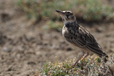 Short-tailed Lark, lark plains near Mt Meru