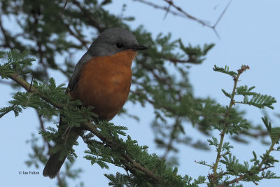 Silverbird, Tarangire NP