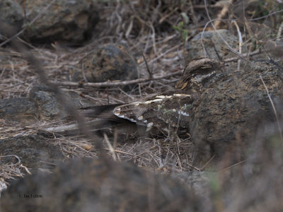 Slender-tailed Nightjar, lark plains near Mt Meru