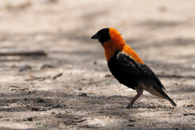 Southern Red Bishop, Lake Manyara NP