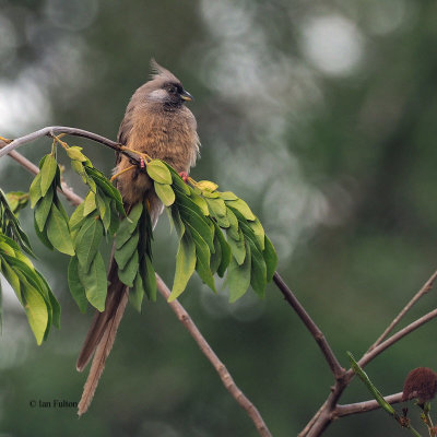 Speckled Mousebird, Lake Duluti-Arusha