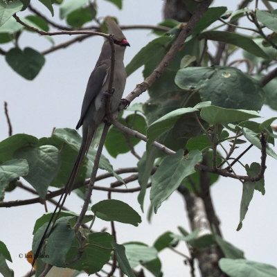 Blue-naped Mousebird, Arusha NP