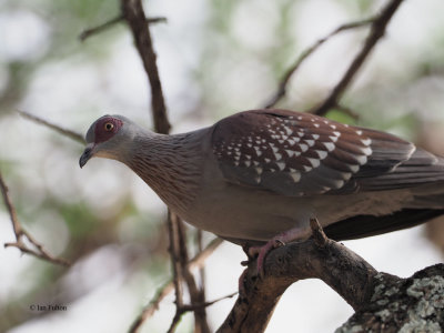 Speckled Pigeon, Tarangire NP