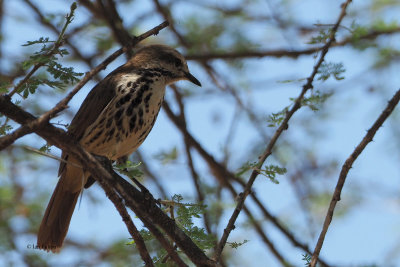 Spotted Morning Thrush, Lake Manyara NP