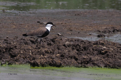 Spur-winged plover, Lake Ndutu