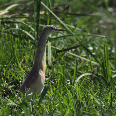 Squacco Heron, Lake Manyara NP