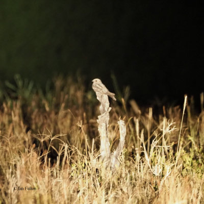 Square-tailed Nightjar, Tarangire NP