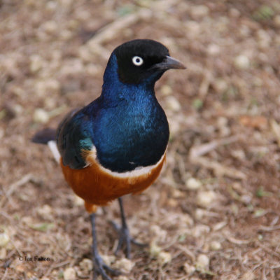 Superb Starling, Tarangire NP