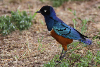 Superb Starling, Tarangire NP