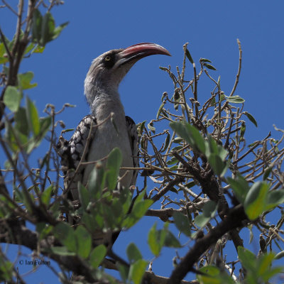 Tanzanian Red-billed Hornbill, Serengeti NP