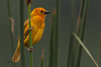 Taveta Golden Weaver, Lake Duluti-Arusha