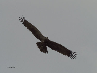 Tawny Eagle, Tarangire NP