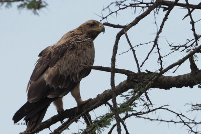 Tawny Eagle, Ngorongoro conservation area