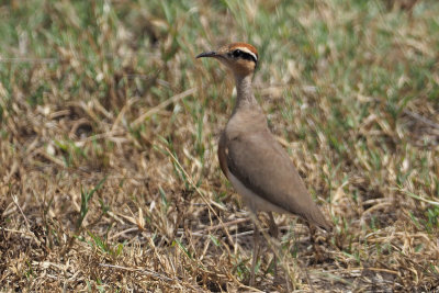 Temminck's Courser, Serengeti NP