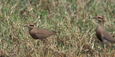 Temminck's Courser, Serengeti NP