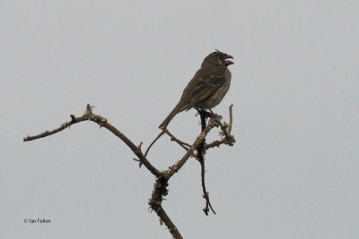 Thick-billed Seedeater, Ngorongoro crater rim