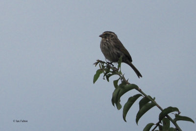 Thick-billed Seedeater, Ngorongoro crater rim