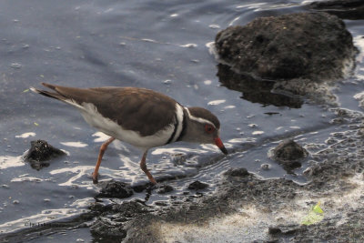 Three-banded Plover, Arusha NP