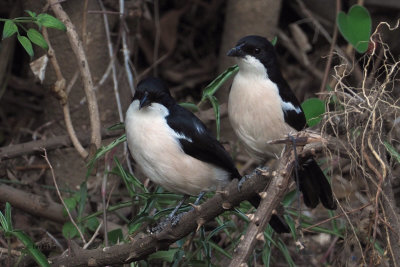 Tropical Boubou, Meru View Lodge garden