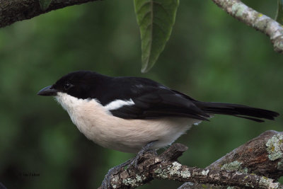 Tropical Boubou, Meru View Lodge garden