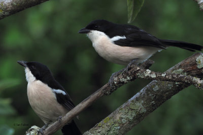 Tropical Boubou, Meru View Lodge garden