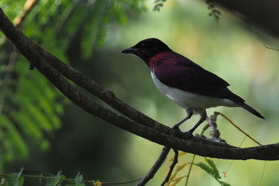 Violet-backed Starling, Meru View Lodge garden