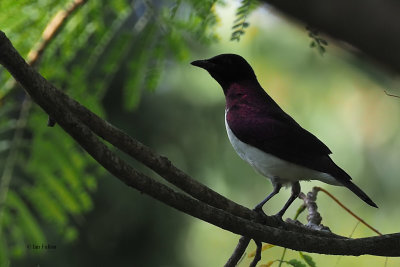 Violet-backed Starling, Meru View Lodge garden