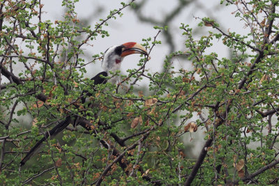 Von der Decken's Hornbill, lake plains near Mount Meru