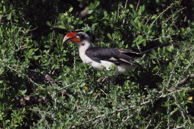 Von der Decken's Hornbill, Serengeti NP