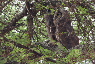 Verreaux's Eagle-Owl, Tarangire NP