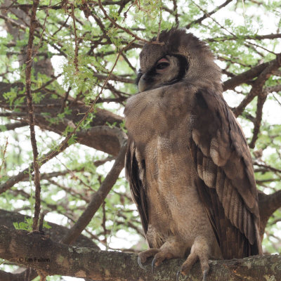 Verreaux's Eagle-Owl, Tarangire NP