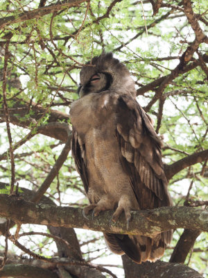 Verreaux's Eagle-Owl, Tarangire NP