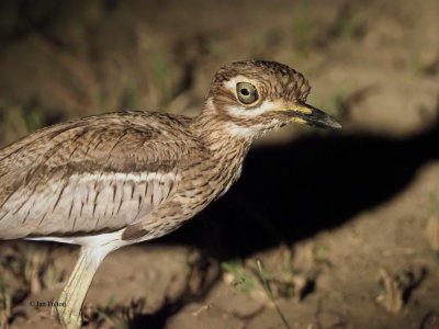 Water Thick-knee (spot lighted), Tarangire NP