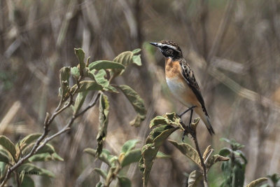 Whinchat, Arusha NP