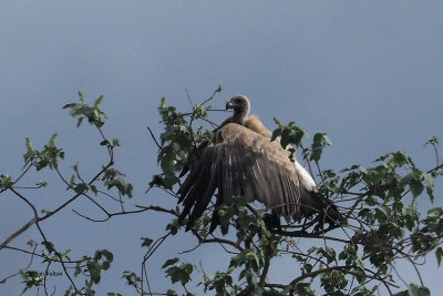 White-backed Vulture, Arusha NP
