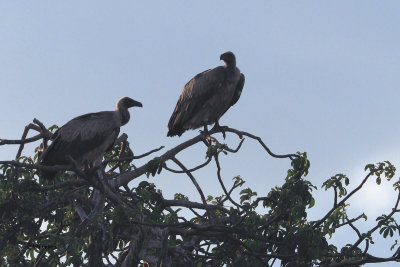 White-backed Vulture, Tarangire NP