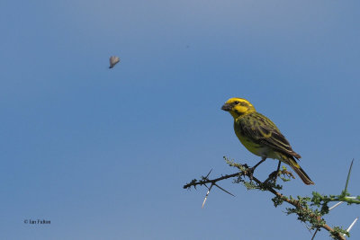 White-bellied Canary, Ndutu area