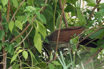 White-browed Coucal, Tarangire NP