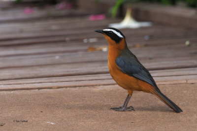 White-browed Robin-Chat, Gibbs Farm