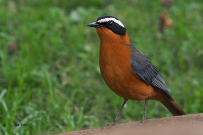 White-browed Robin-Chat, Gibbs Farm