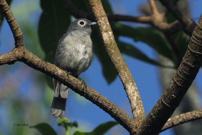 White-eyed Slaty Flycatcher, Meru View Lodge garden