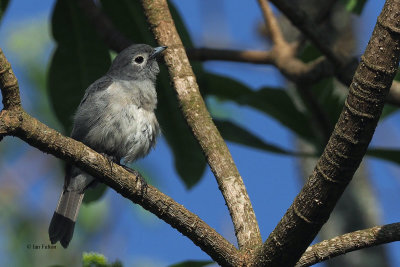 White-eyed Slaty Flycatcher, Meru View Lodge garden