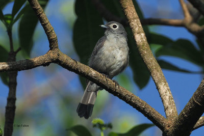 White-eyed Slaty Flycatcher, Meru View Lodge garden