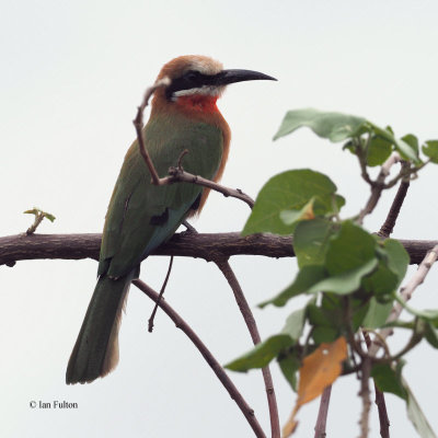 White-fronted Bee-eater, Arusha NP