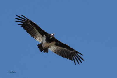 White-headed Vulture, Ndutu area