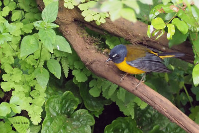 White-starred Robin, Ngorongoro crater rim